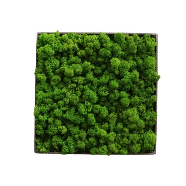 Lichen Light - 50cm x 50cm - Cadre végétal stabilisé carré