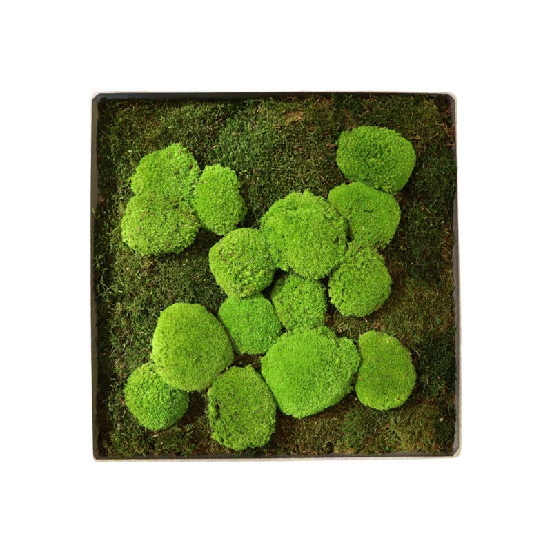 Mousses Boules - 50cm x 50cm - Cadre végétal stabilisé carré Mousses Boules - 50cm x 50cm - Cadre végétal stabilisé carré