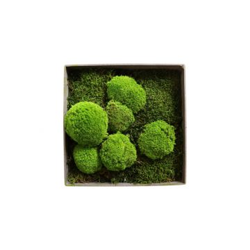 Mousses boules - 30cm x 30cm - Cadre végétal stabilisé carré