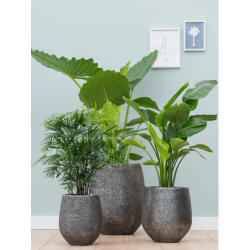 Pot design pour intérieur