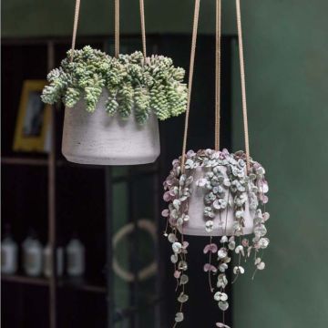Bacs à fleurs - Collection Rough | Florabora Home