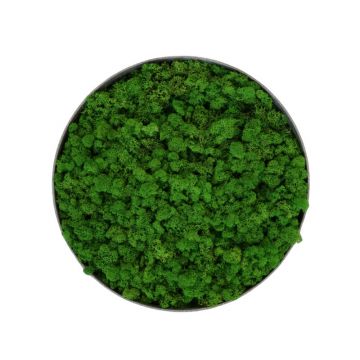 Tableau mousse stabilisée rond Lichen Nature - Ø50cm